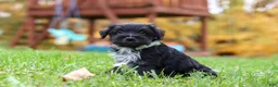 Miniature Schnauzer dogs for sale: Jude - Ad 4