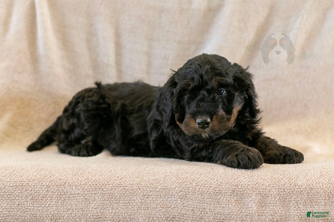 Bernedoodle dogs for sale: Aurora - Ad 9