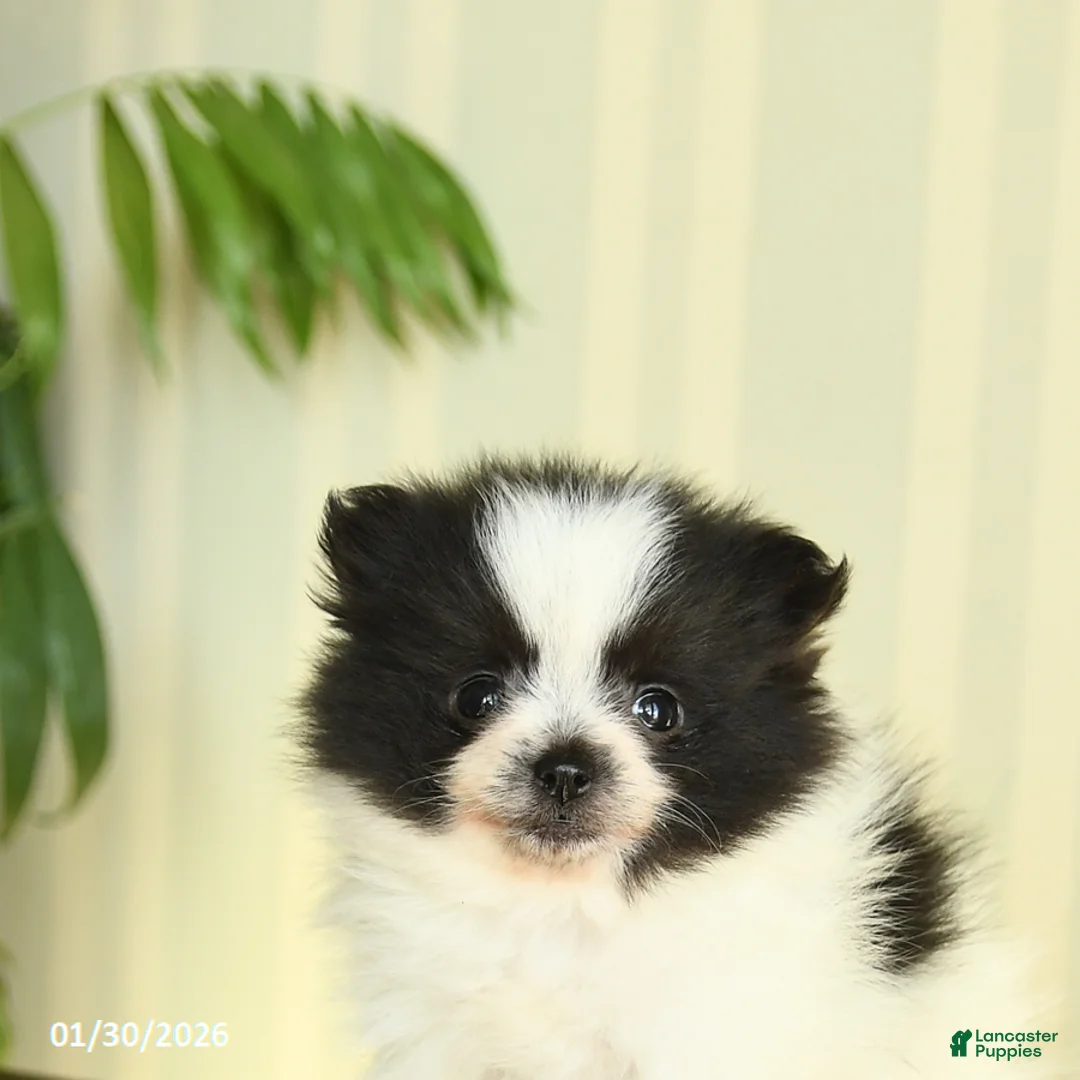 Pomeranian dogs for sale: Clara - Ad 2