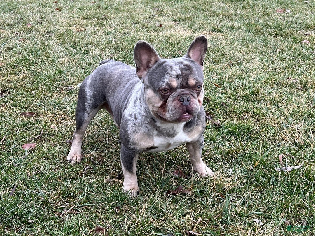 Grey Blue And White Frenchie Blue Exotic Frenchies Blue Frenchie