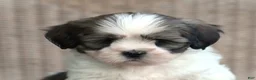 Lhasa Apso dogs for sale: Tyrell - Ad 3