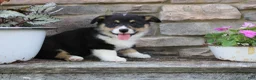 Welsh Corgi Pembroke dogs for sale: Dallas - Ad 1