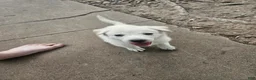 Mixed Breed dogs for sale: Mixed Breed 7 - Ad 2