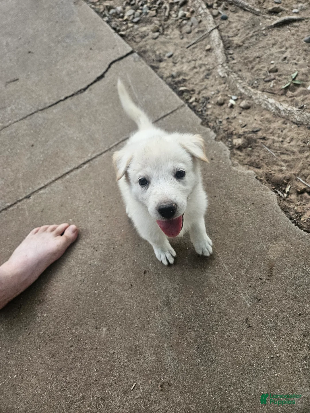 Mixed Breed dogs for sale: Mixed Breed 7 - Ad 2