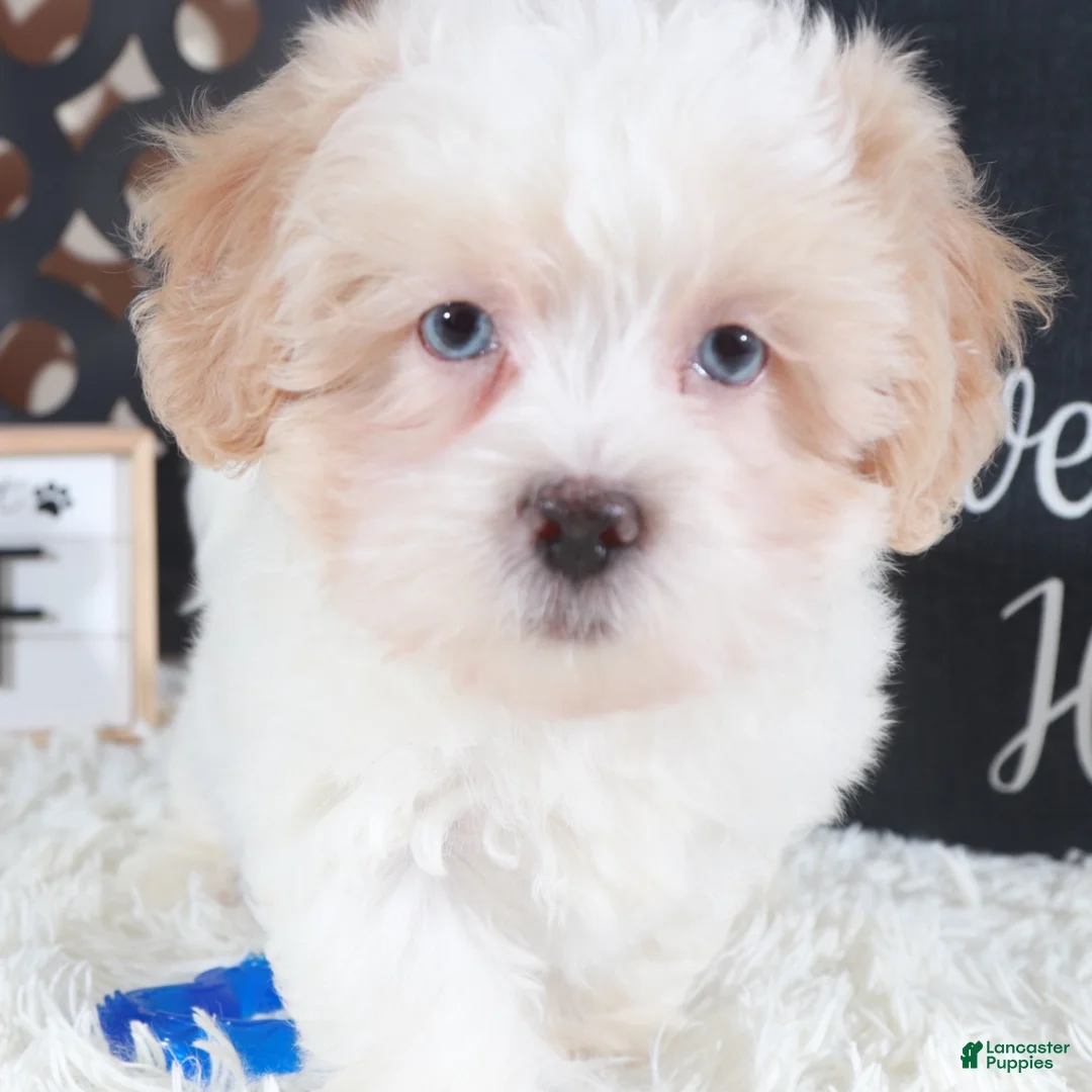 Shihpoo dogs for sale: Chase Blue eyed Shihpoo Puppy - Ad 1