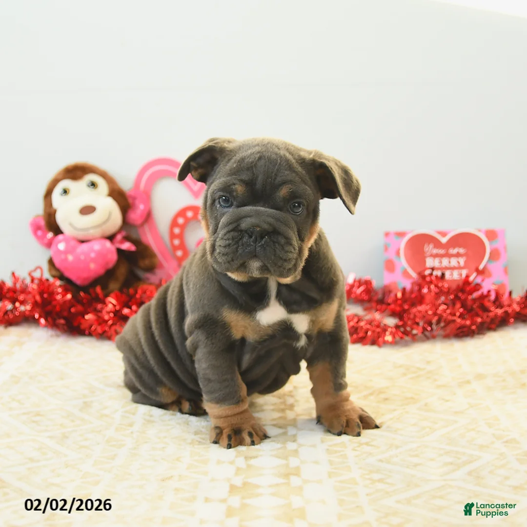 English Bulldog dogs for sale: Bunny - Ad 4
