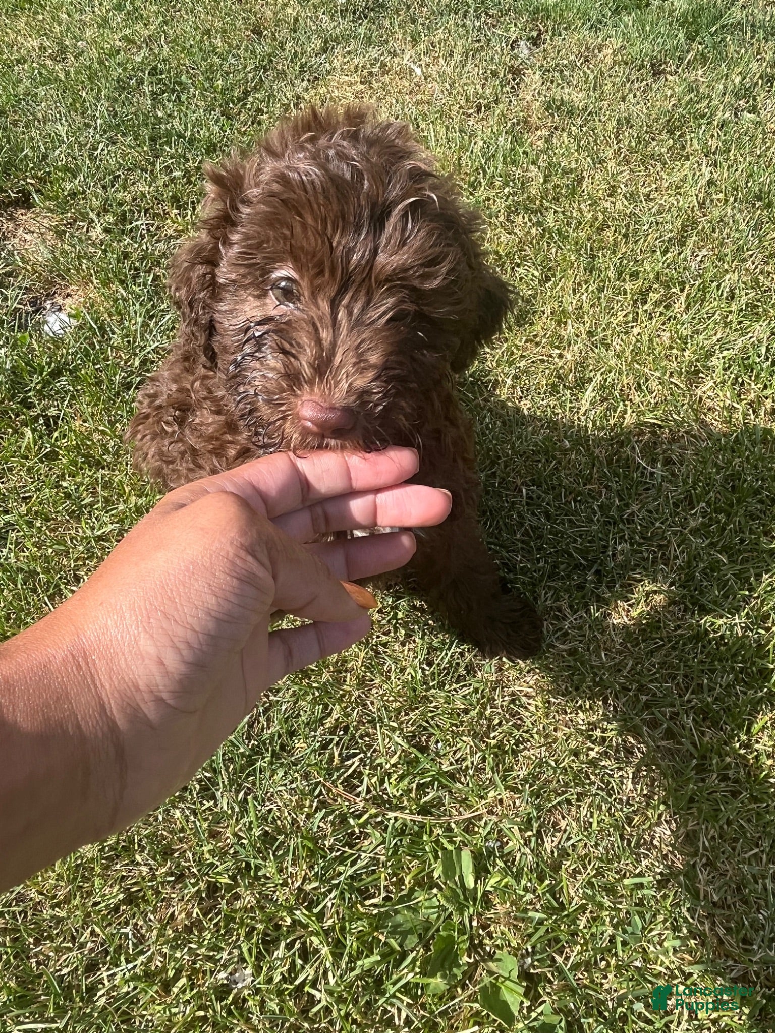 Miniature Labradoodle dogs Merle-Piper - Ad 2