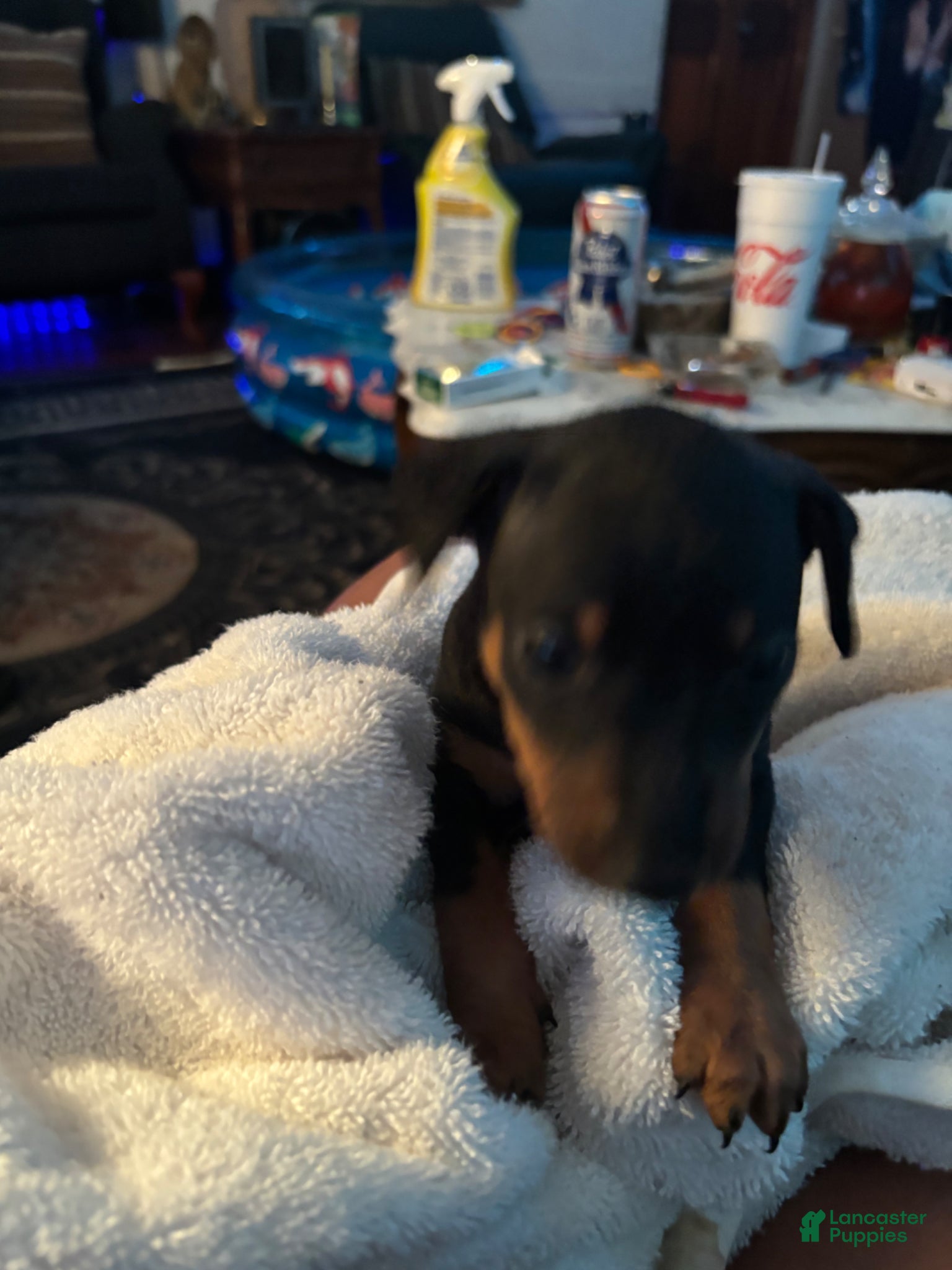Miniature Pinscher dogs Miniature Pinscher Puppy 4 - Ad 41