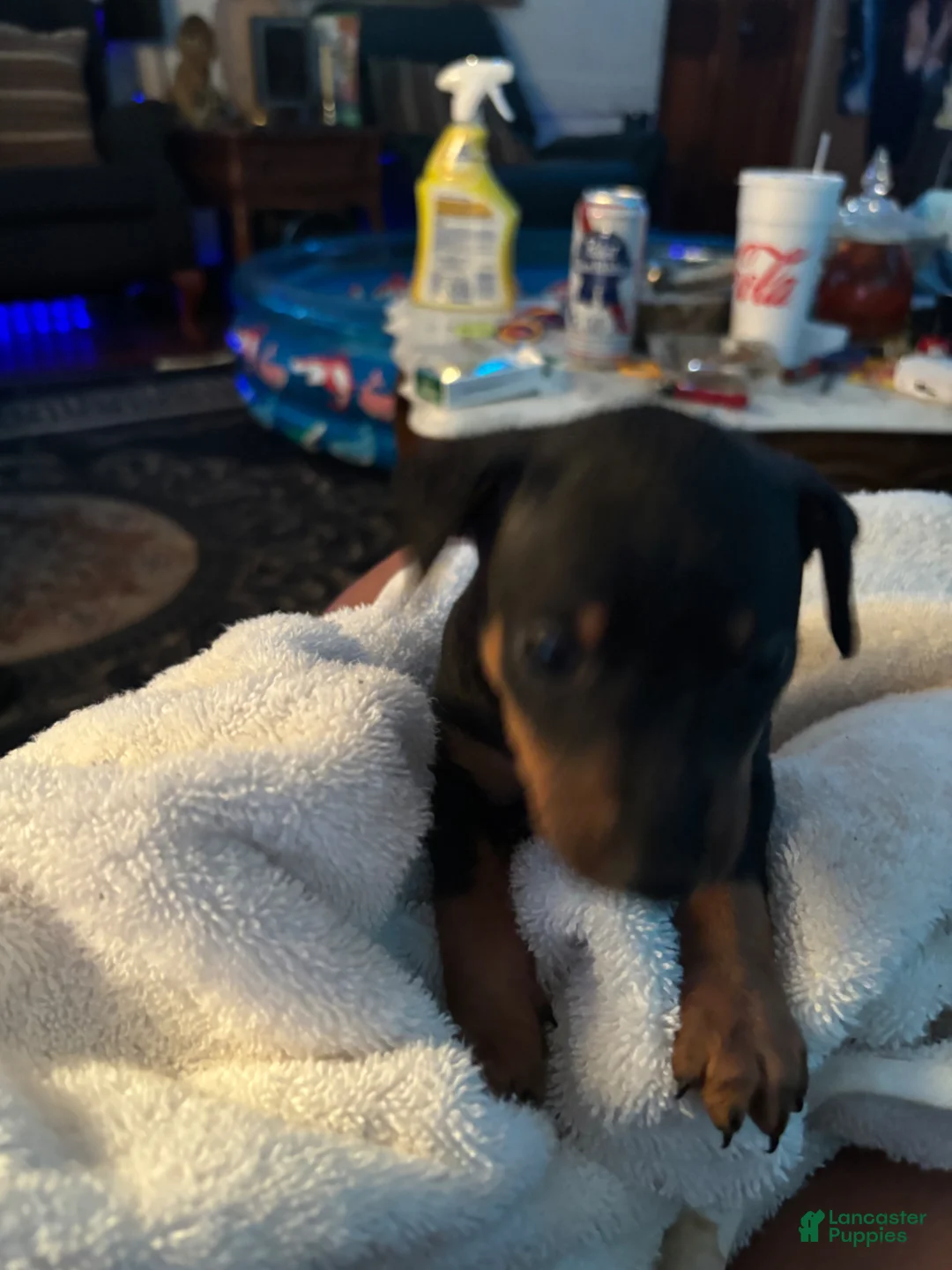 Miniature Pinscher dogs for sale: Miniature Pinscher Puppy 4 - Ad 1