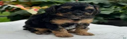 Miniature Poodle dogs for sale: Finn - Ad 3