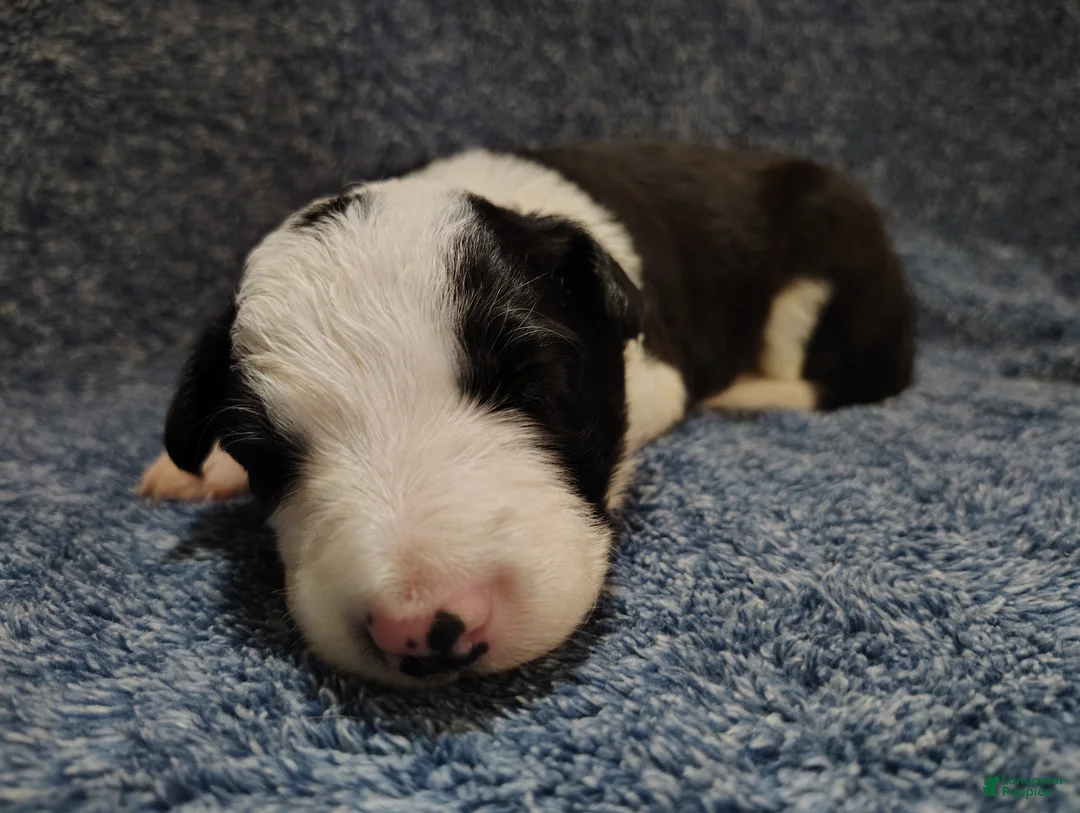 Border Collie dogs for sale: Chex - Ad 6
