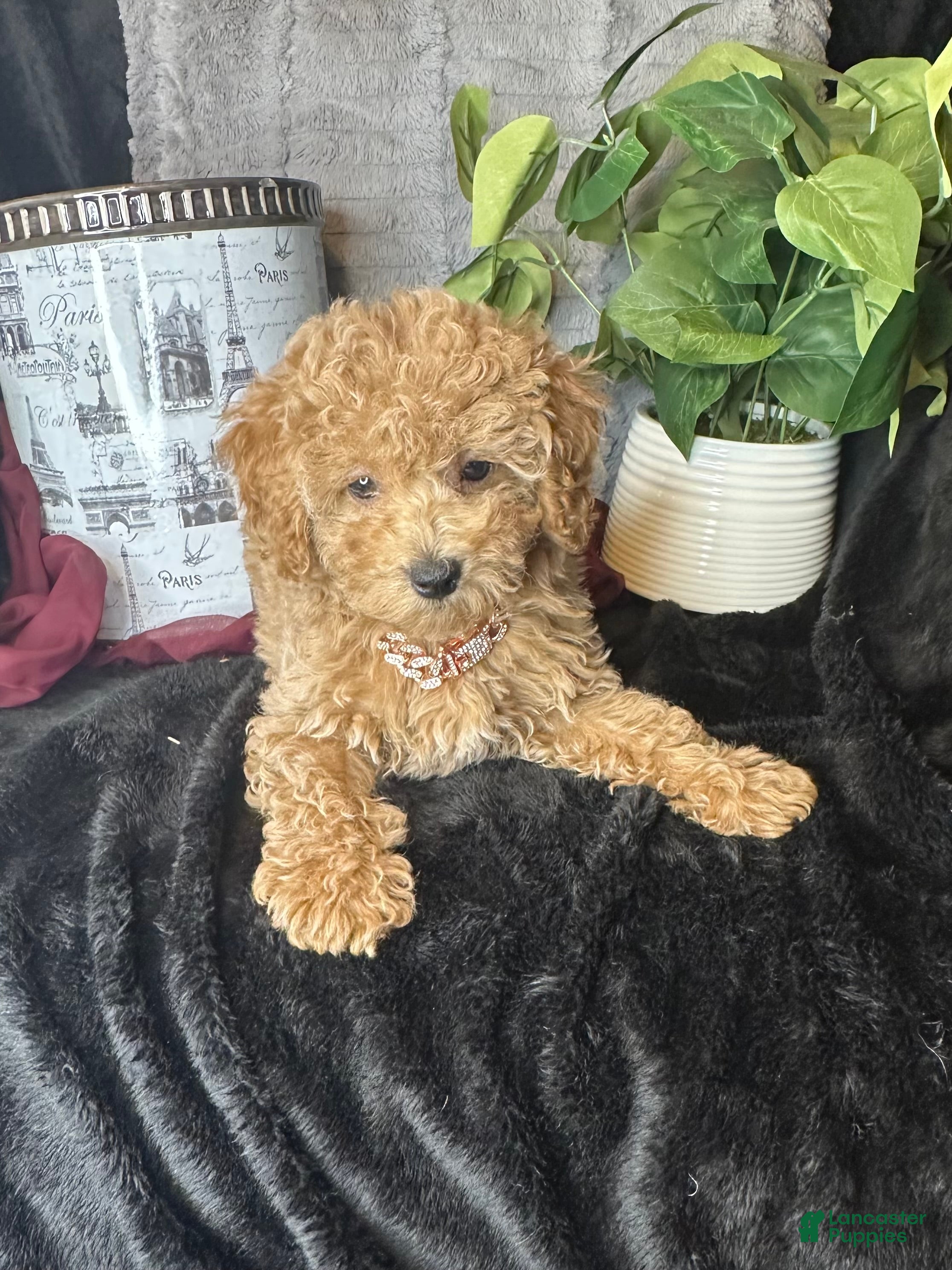 Toy Poodle dogs Feebee - Ad 40