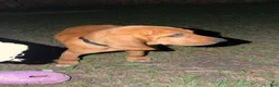 Bloodhound dogs for sale: Bloodhound Puppy 5 - Ad 5