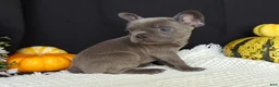 French Bulldog dogs for sale: Missy - Ad 8