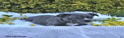 Frenchton dogs for sale: Rufus - Ad 14