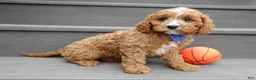 Cavapoo dogs for sale: Scout - Ad 3