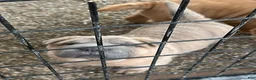 Shar Pei dogs for sale: Shar Pei Puppy 1 - Ad 2