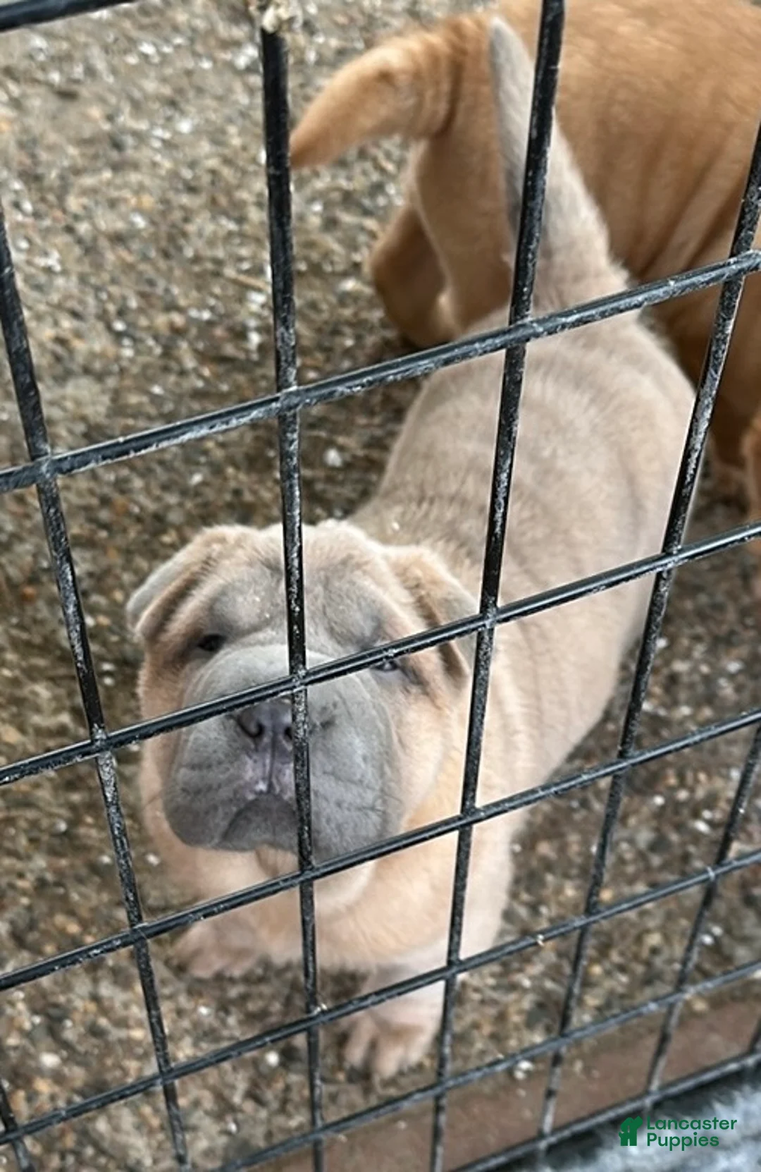 Shar Pei dogs for sale: Shar Pei Puppy 1 - Ad 2