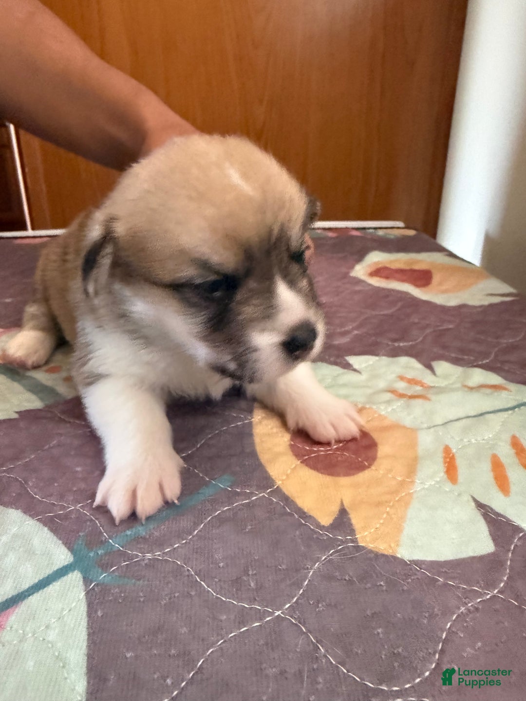 Welsh Corgi Pembroke dogs for sale: Mikey - Ad 3