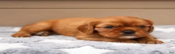 Cavalier King Charles Spaniel dogs for sale: Ford Cavalier King Charles Spaniel  - Ad 10