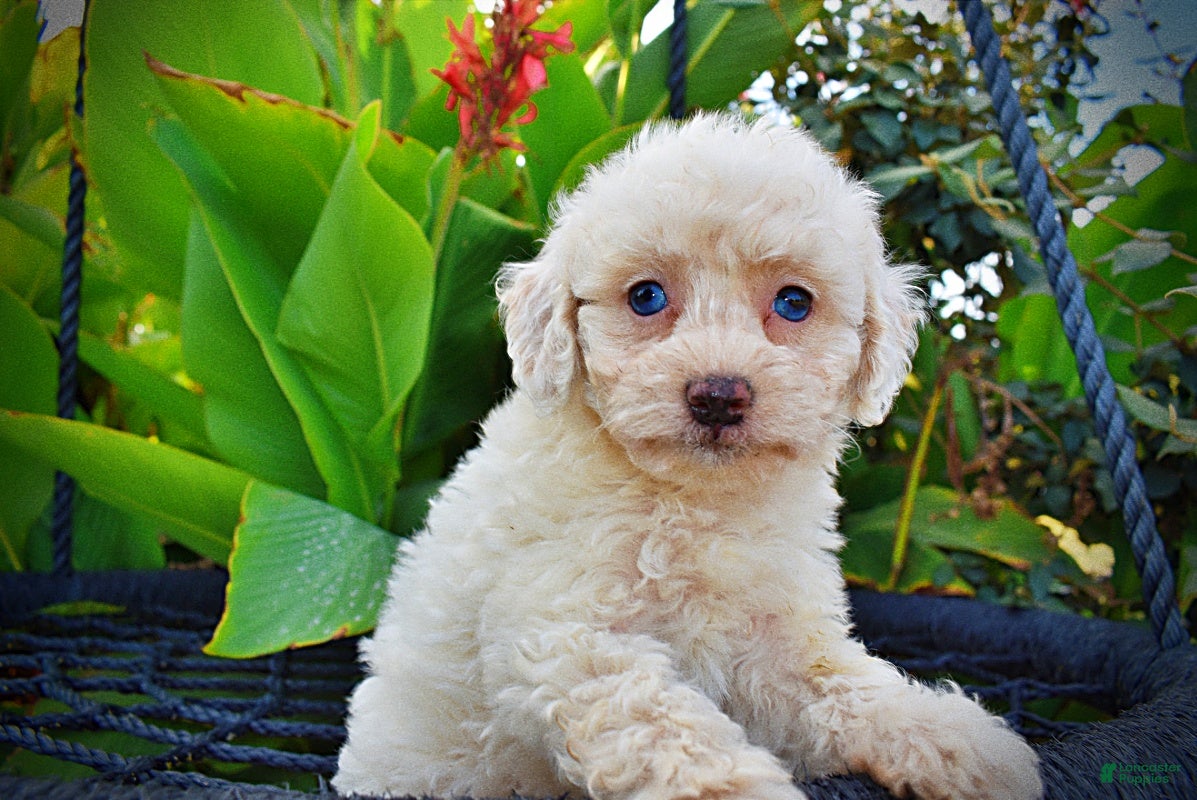 Havapoo dogs Melody-Sale!!! - Ad 2