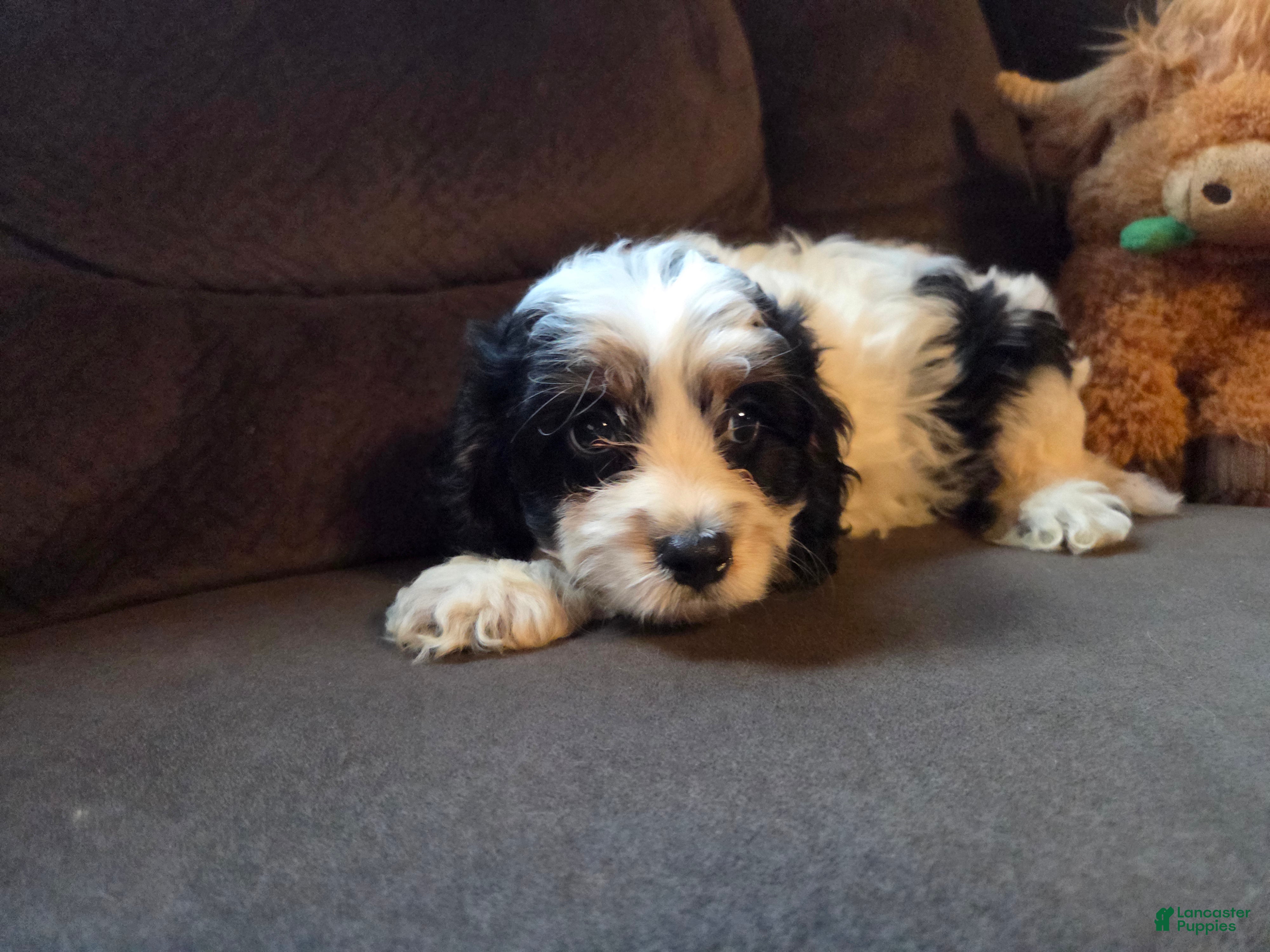 Cavapoo dogs Cooper - Ad 2