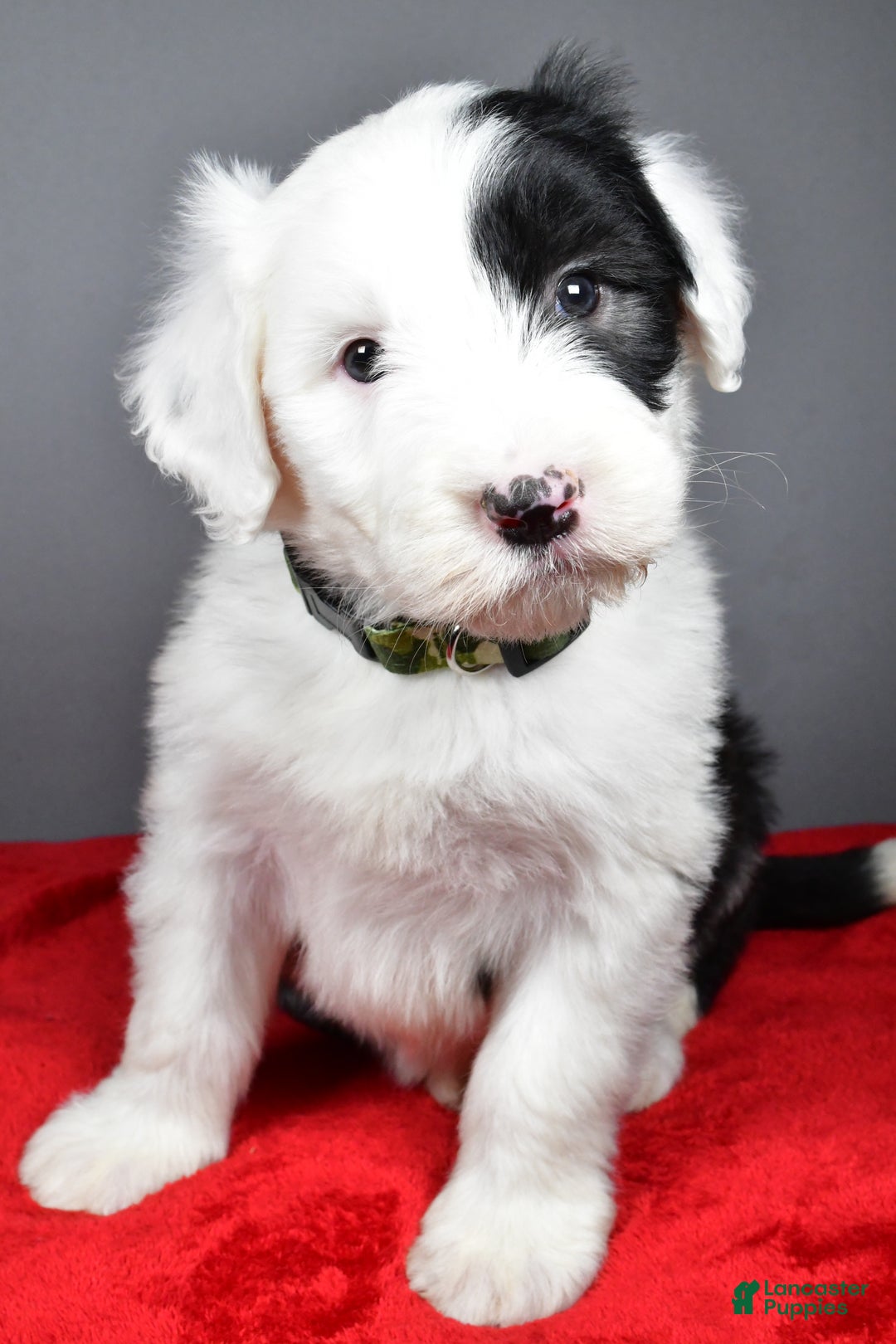 Old English Sheepdog dogs for sale: Crystal  - Ad 3