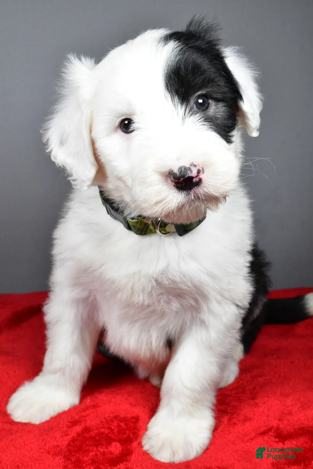 Old English Sheepdog dogs for sale: Crystal  - Ad 3