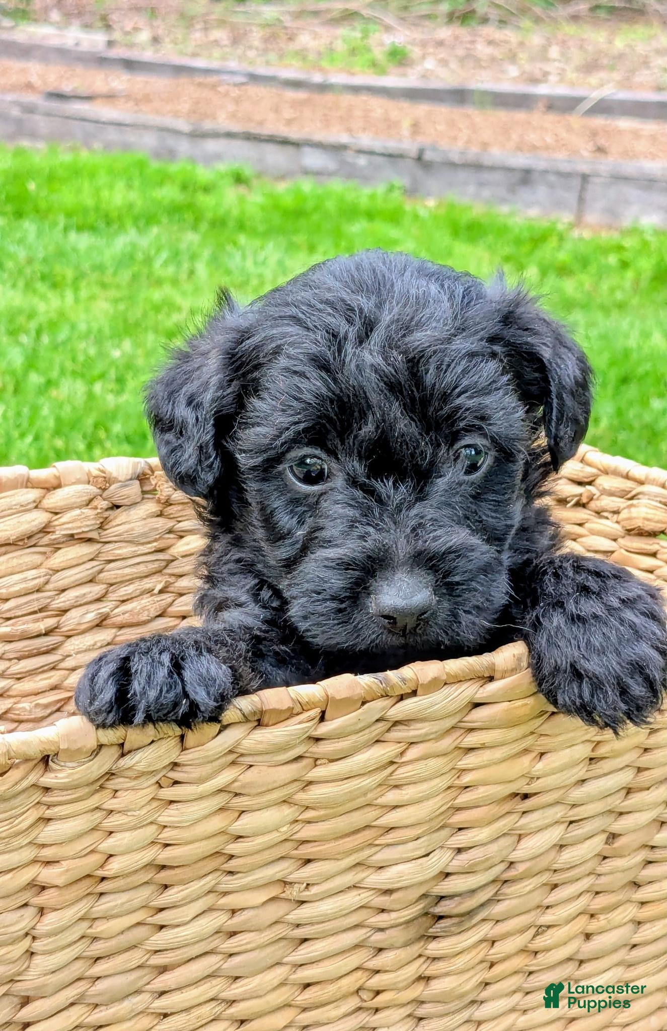 Mixed Breed dogs for sale: Charlie - Ad 1