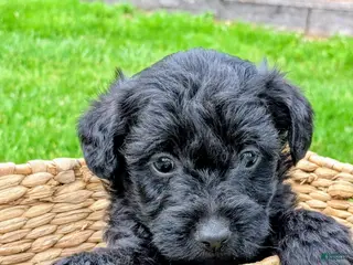 Mixed Breed dogs for sale: Charlie - Ad 1