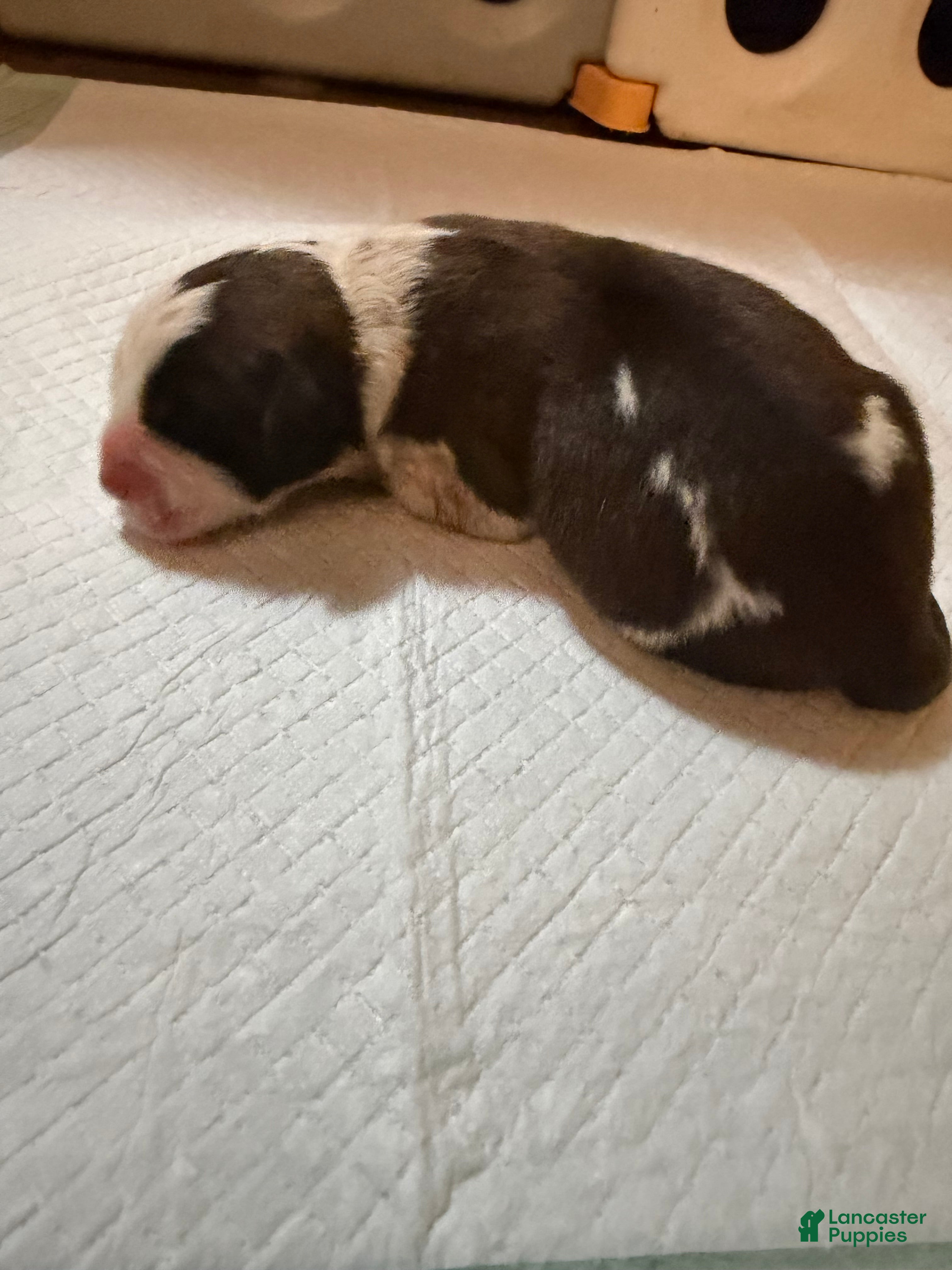 Saint Bernard dogs Boy 1  - Ad 14
