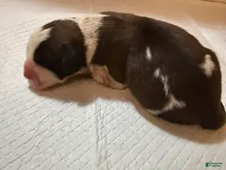Saint Bernard dogs Boy 1 - Ad 14