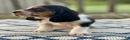 Basset Hound dogs for sale: Basset Hound 1 - Ad 1