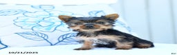 Yorkshire Terrier dogs for sale: Jeana - Ad 2