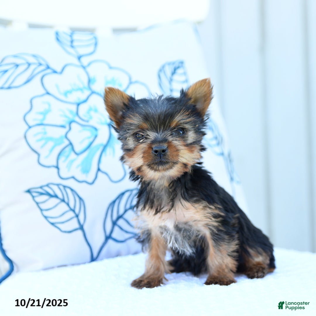 Yorkshire Terrier dogs for sale: Jeana - Ad 2