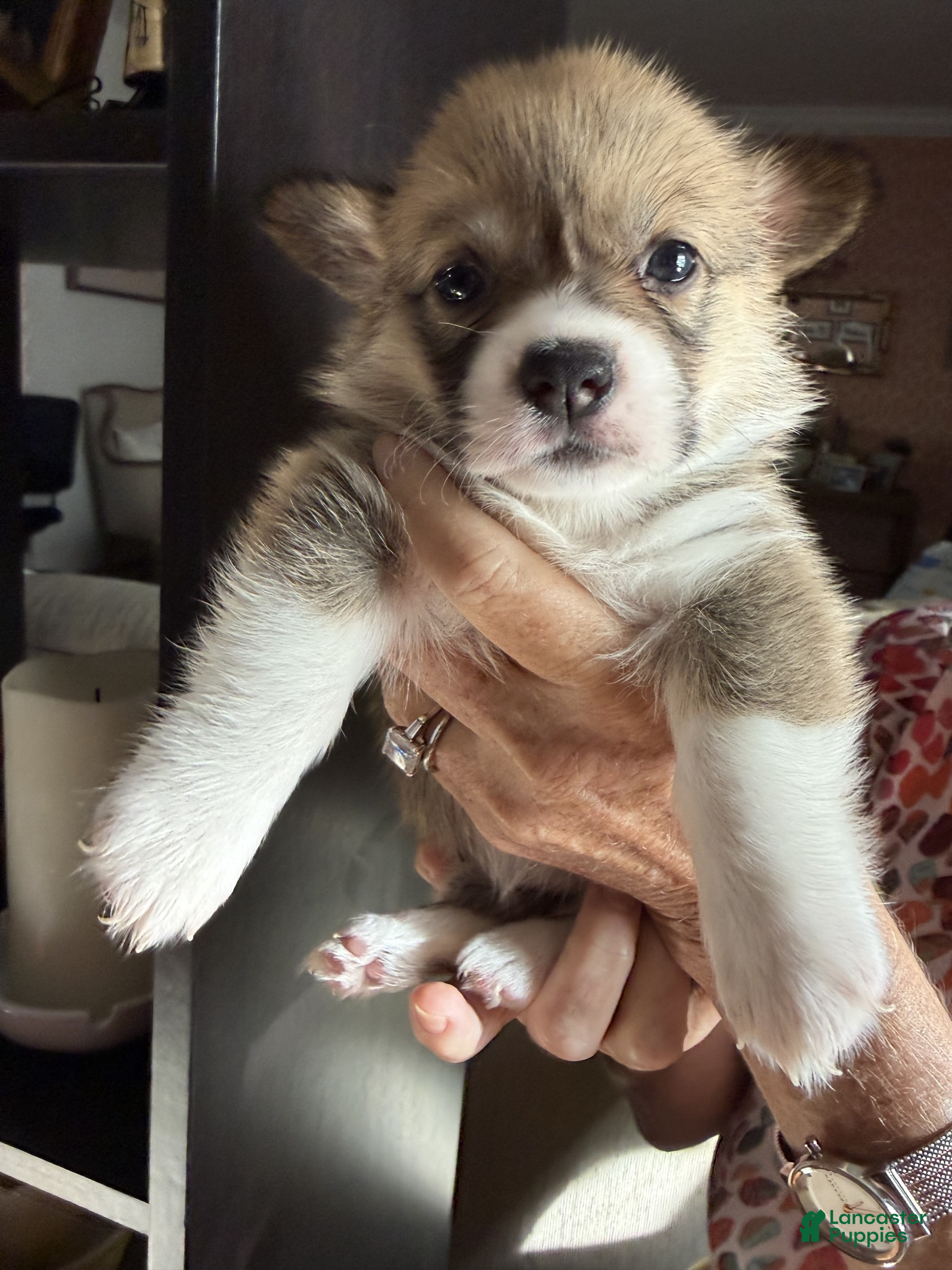 Welsh Corgi Pembroke dogs Margo - Ad 9