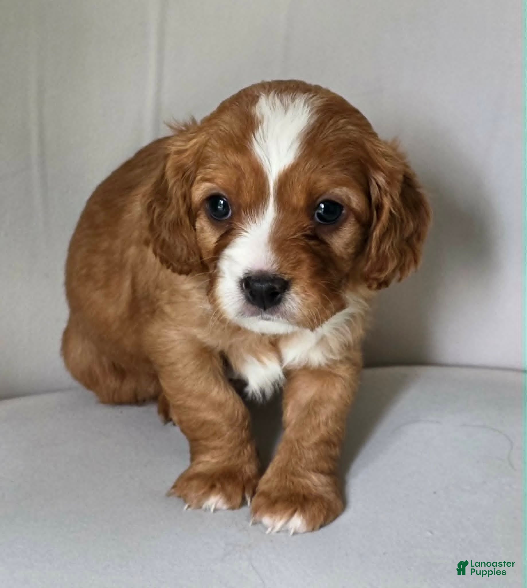Cavachon dogs Little Big Dude - Ad 27