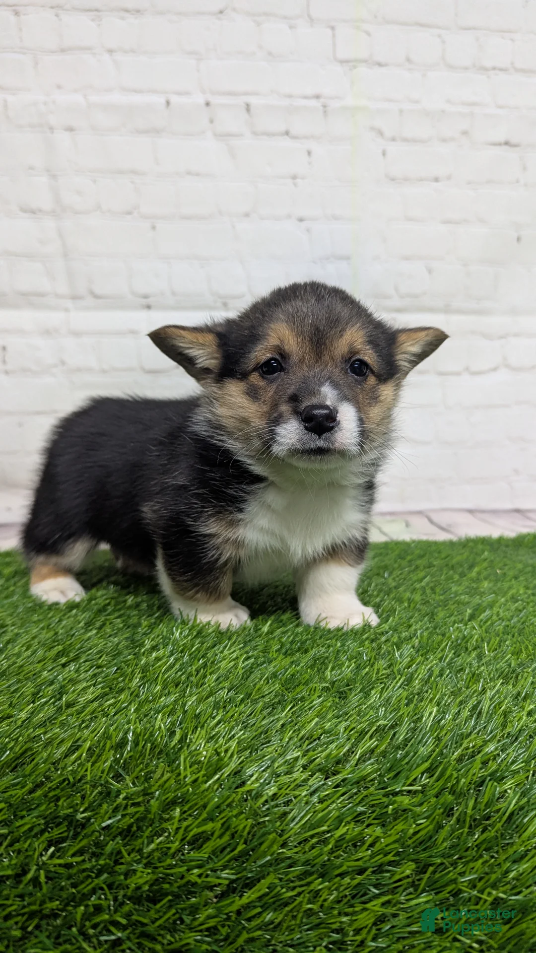 Welsh Corgi Pembroke dogs for sale: Casey - Ad 1