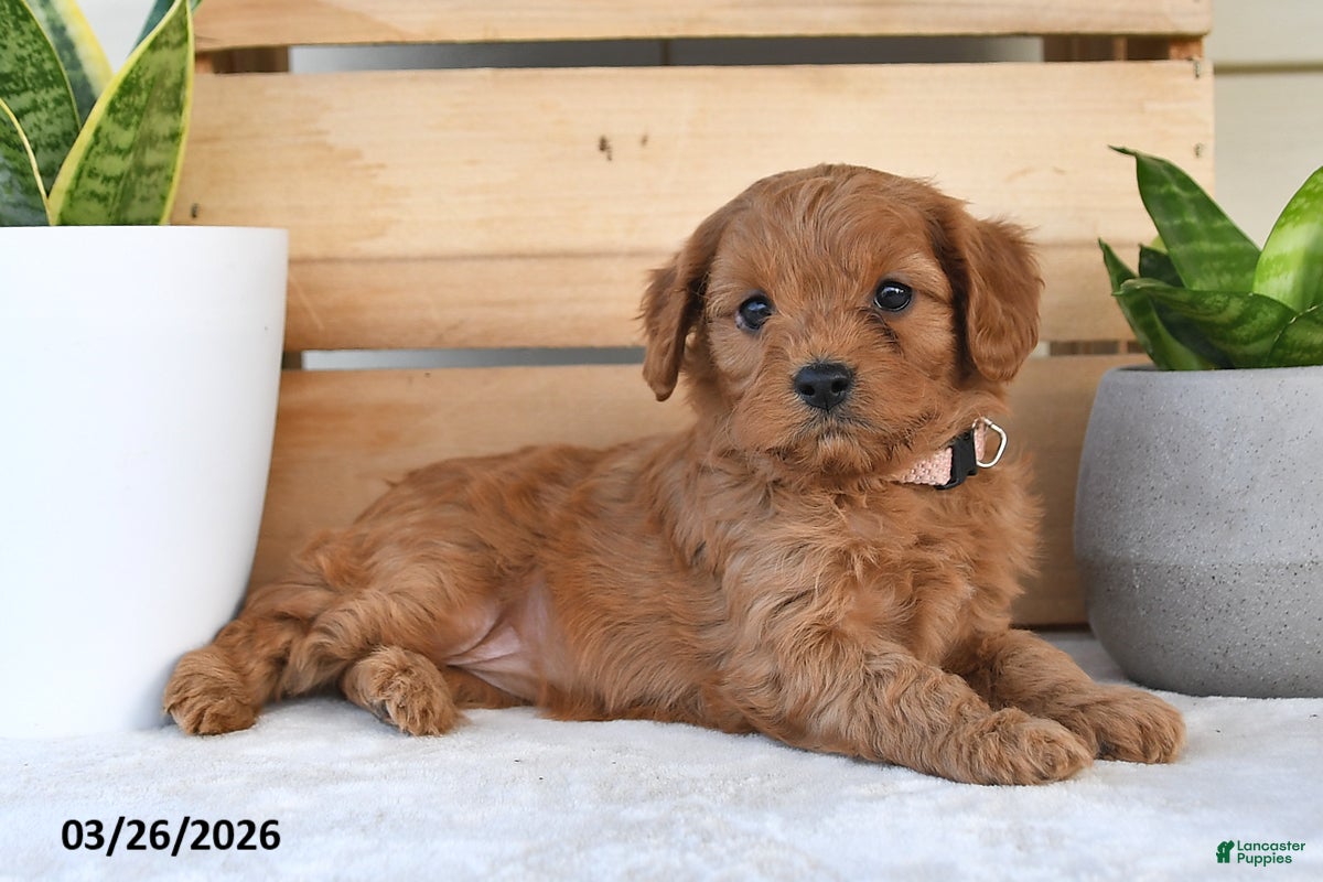 Cavapoo dogs Sugar - Ad 2