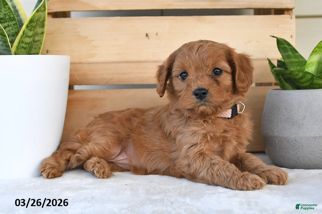 Cavapoo dogs for sale: Sugar - Ad 2