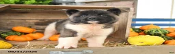 Akita dogs for sale: Nala - Ad 5