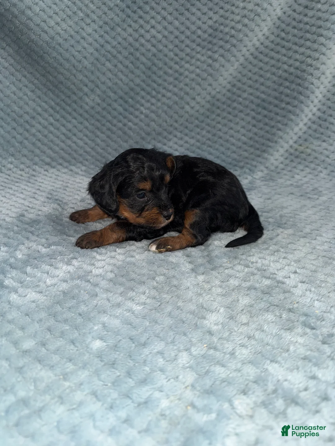 Cavapoo dogs for sale: Cavapoo Puppy 7 - Ad 6