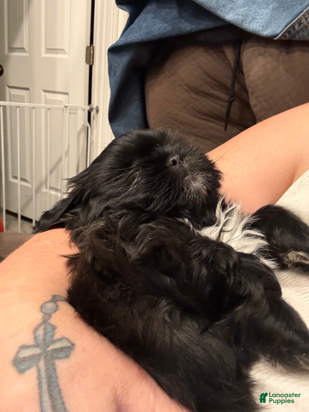 Shih Tzu dogs for sale: Raven - Ad 4