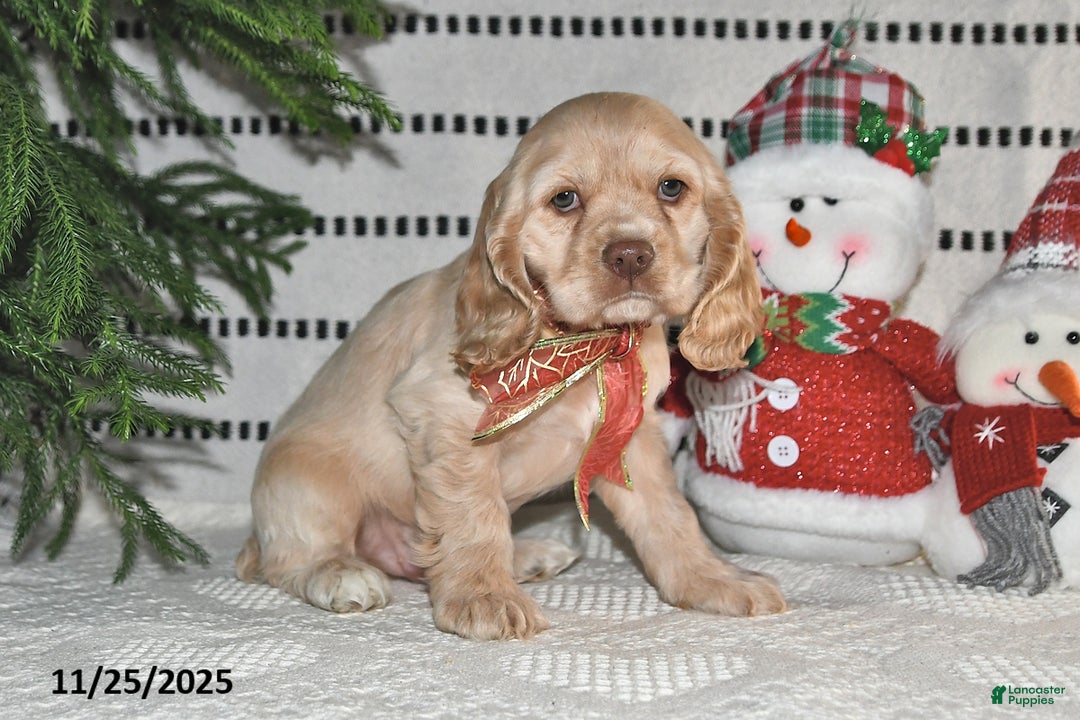 Cocker Spaniel dogs for sale: Nicholas - Ad 7