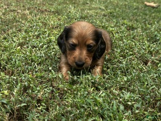 Miniature Dachshund dogs - Ad 5