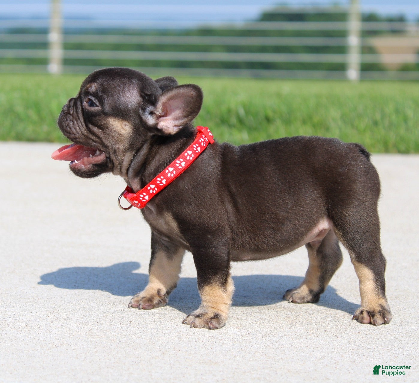 French Bulldog dogs Hershy - Ad 2