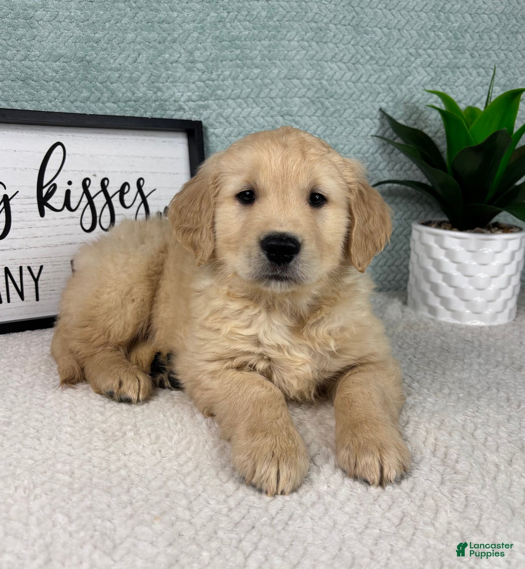 Golden Retriever dogs for sale: George  - Ad 2