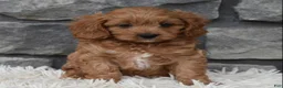 Cavapoo dogs for sale: Ranger  - Ad 3
