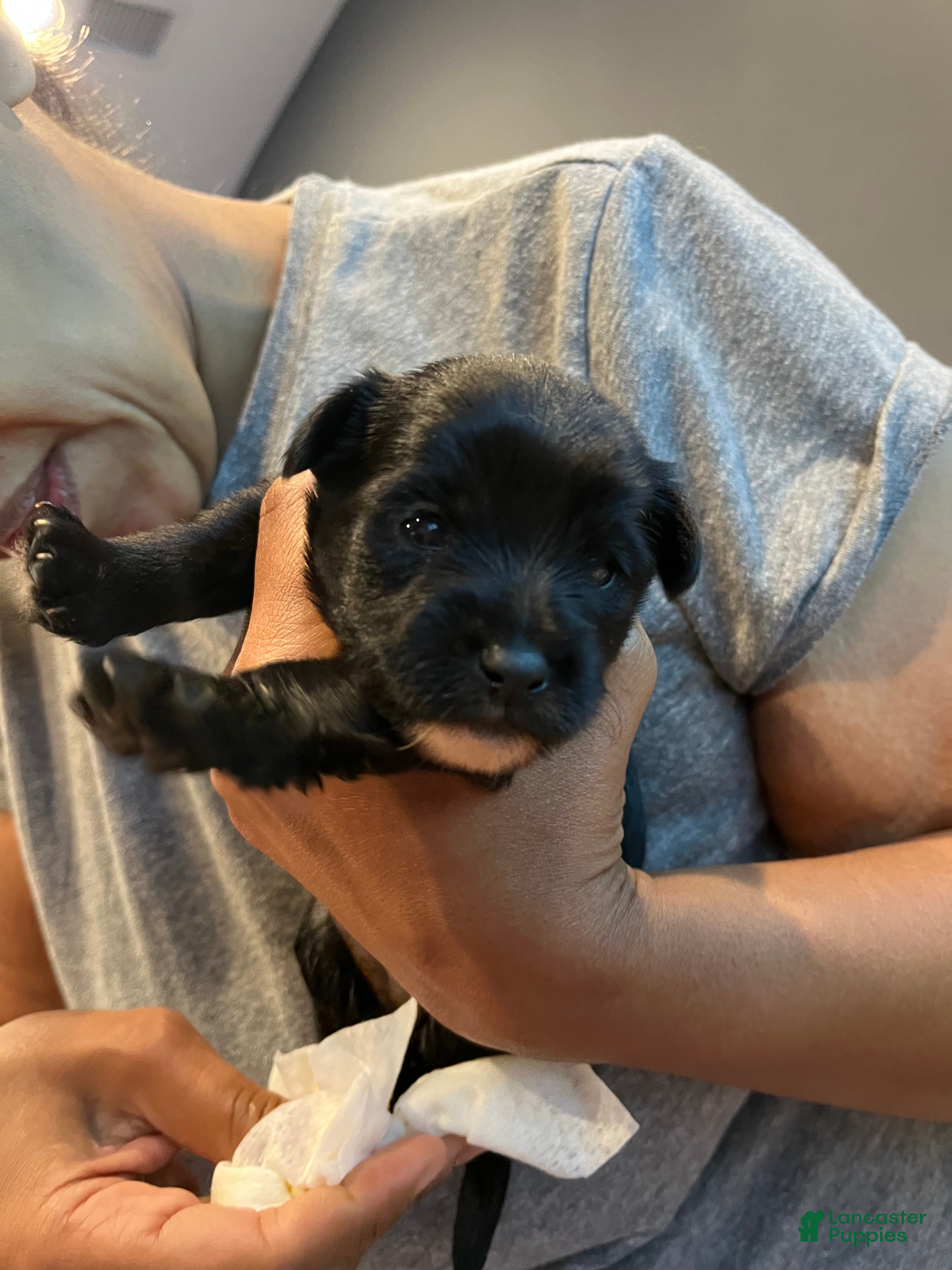 Yorkiepoo dogs for sale: Yorkiepoo 2 - Ad 3