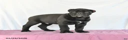 Cane Corso dogs for sale: Marco - Ad 2